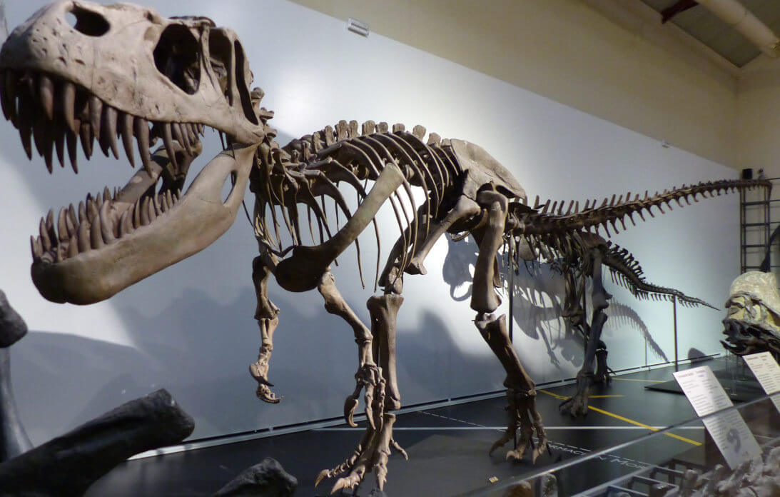 Fósil de dinosaurio conservado en el Museo de Ciencias Naturales de Madrid, España